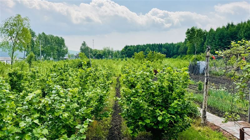 榛子園魚池出售轉(zhuǎn)讓