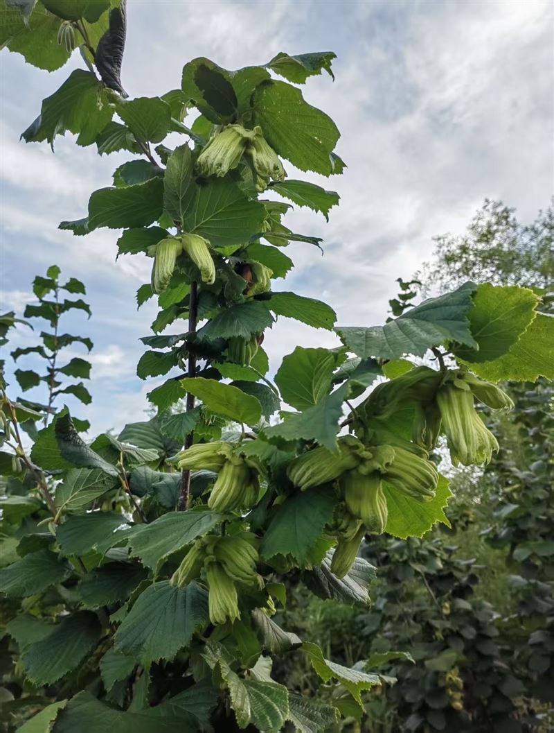 榛子園魚池出售轉(zhuǎn)讓